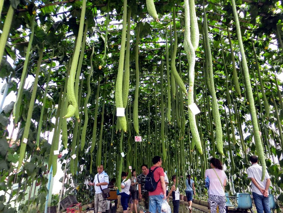 可行性研究：XX旅游觀光園項(xiàng)目發(fā)展機(jī)遇