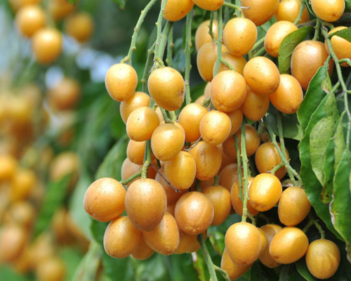 華欣泰咨詢：某農(nóng)產(chǎn)品深加工項(xiàng)目可行性研究報(bào)告