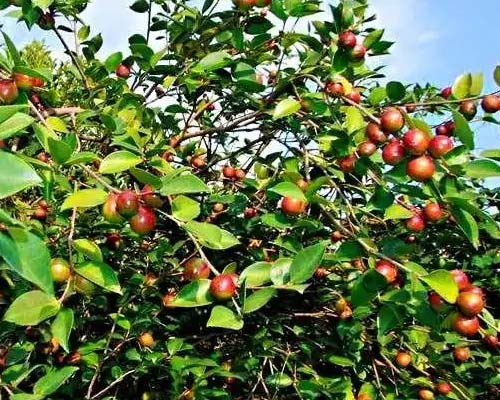 華欣泰咨詢：新建3000畝油茶基地項目可研報告