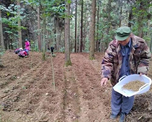 華欣泰咨詢：某林下中藥材種植基地項(xiàng)目可研報(bào)告