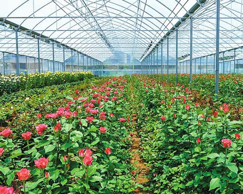 華欣泰咨詢：某花卉有限公司新建項目可研報告