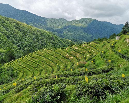 華欣泰咨詢：某茶葉種植基地項(xiàng)目可行性研究報(bào)告